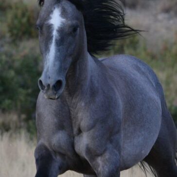 Victory - we call her Tory